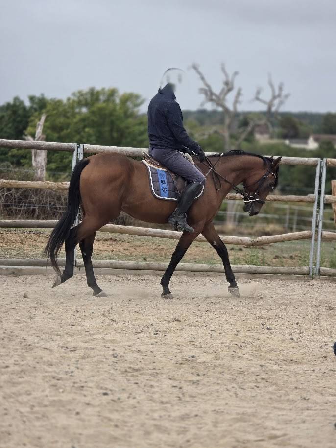 Gelding French Trotter For sale 2022 Bay