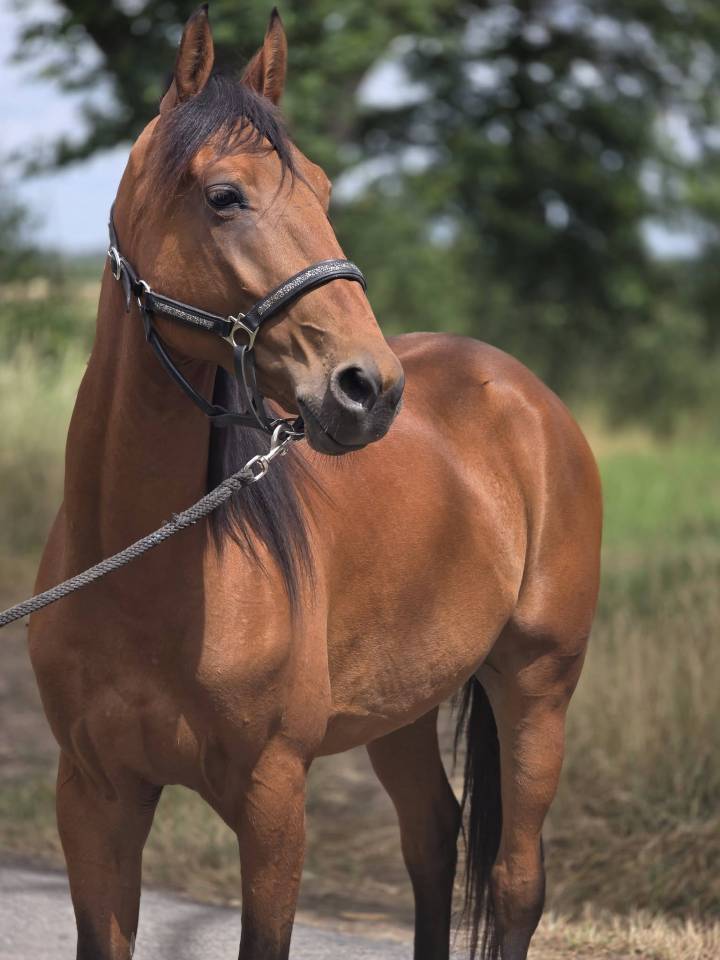 Gelding French Trotter For sale 2022 Bay