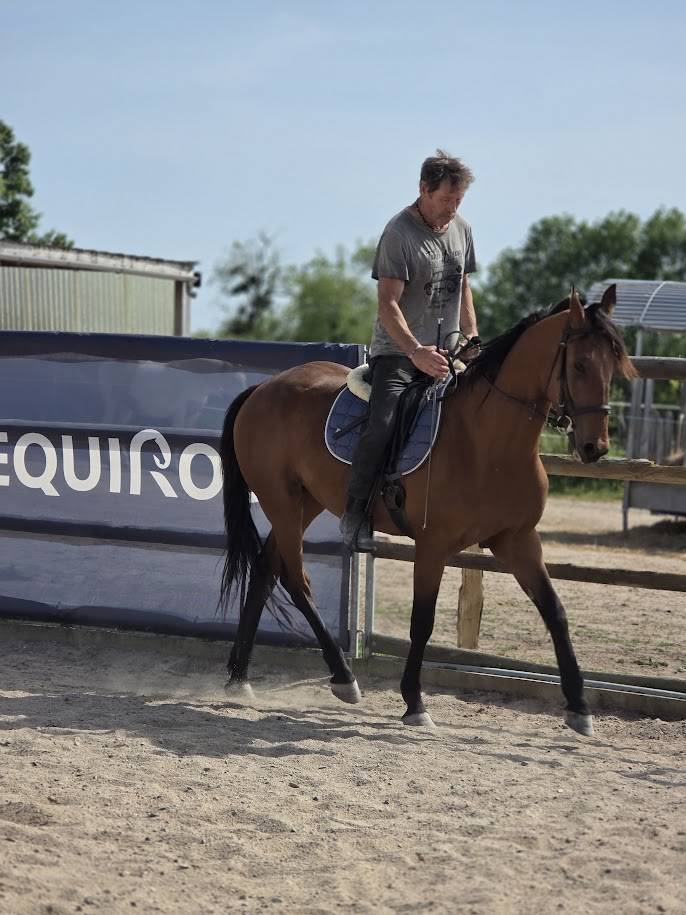 Gelding French Trotter For sale 2022 Bay