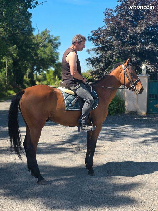 Gelding French Trotter For sale 2022 Bay