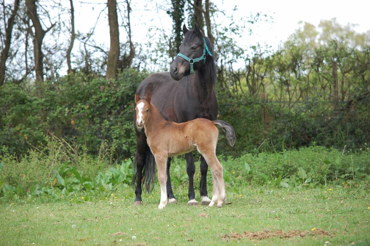 Colt Welsh Part Bred For sale 2026 Bay