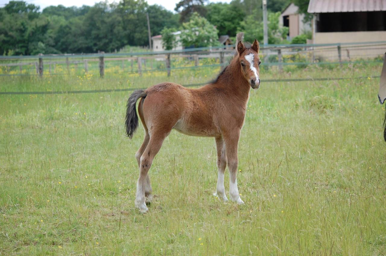 Colt Welsh Part Bred For sale 2026 Bay