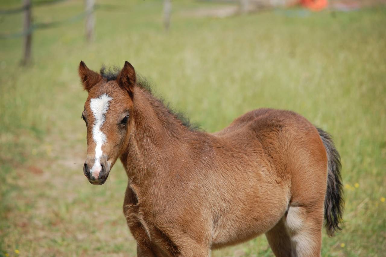 Colt Welsh Part Bred For sale 2026 Bay