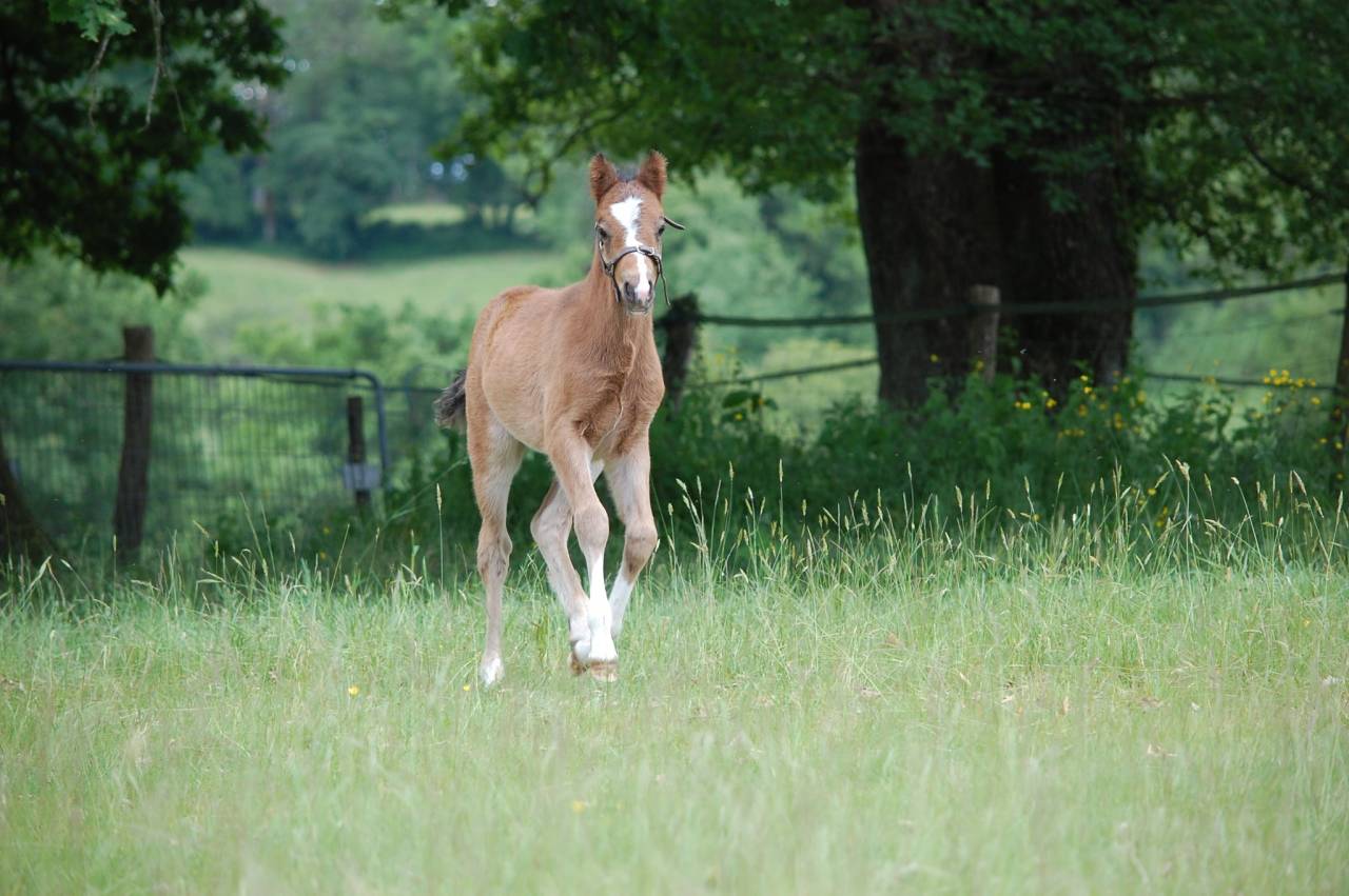 Colt Welsh Part Bred For sale 2026 Bay