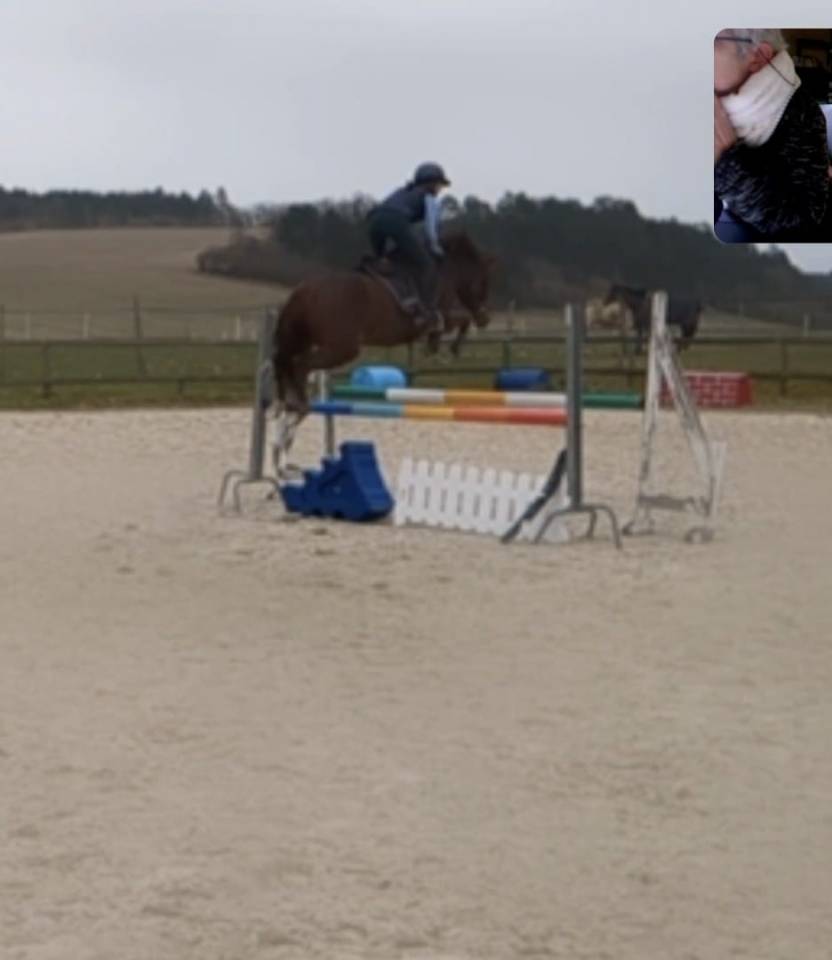 Mare New Forest For sale 2021 Chesnut