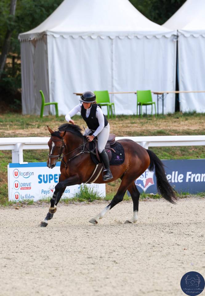 Entire French Saddle Pony For sale 2021 Bay
