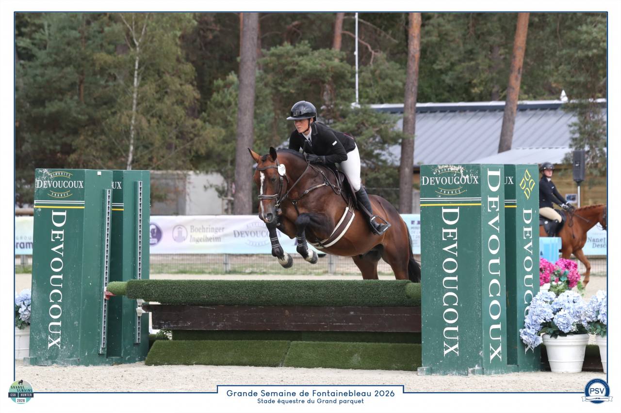 Entire French Saddle Pony For sale 2021 Bay