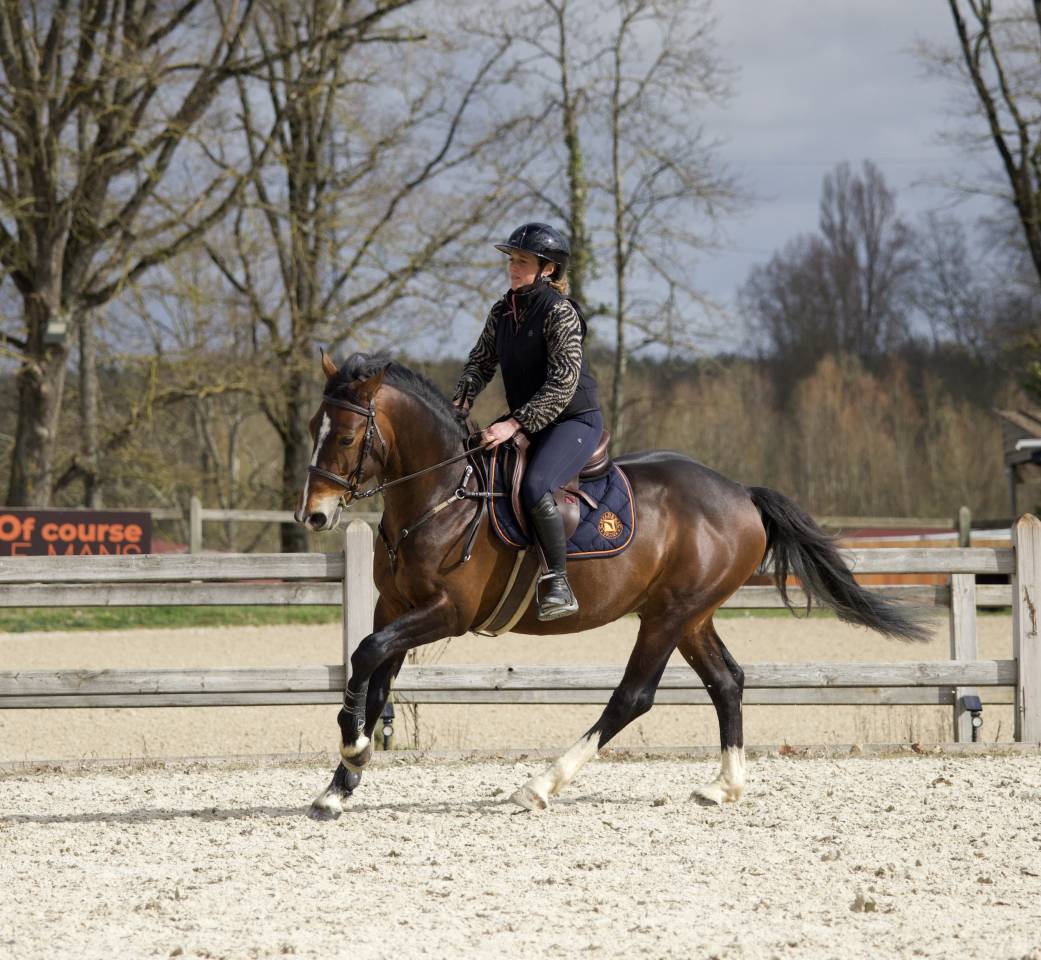 Entire French Saddle Pony For sale 2021 Bay