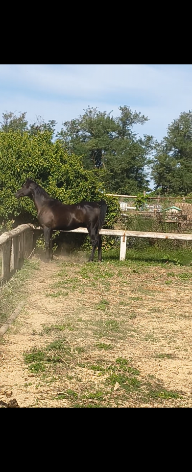 Broodmare Arabian For sale 2013 Black