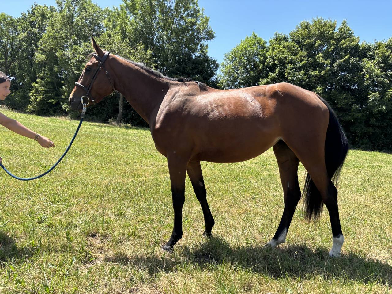 Mare Origin Recorded For sale 2023 Bay