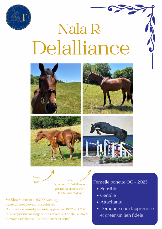 Mare Origin Recorded For sale 2023 Bay