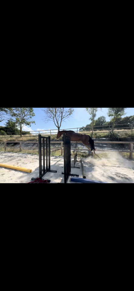 Mare Origin Recorded For sale 2023 Bay