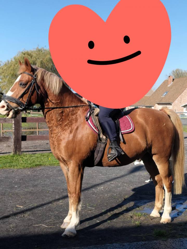 Gelding Saddle Horse For sale 2008 Chesnut