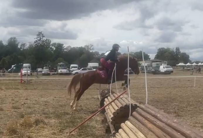 Mare French Saddle Pony For sale 2021 Chesnut