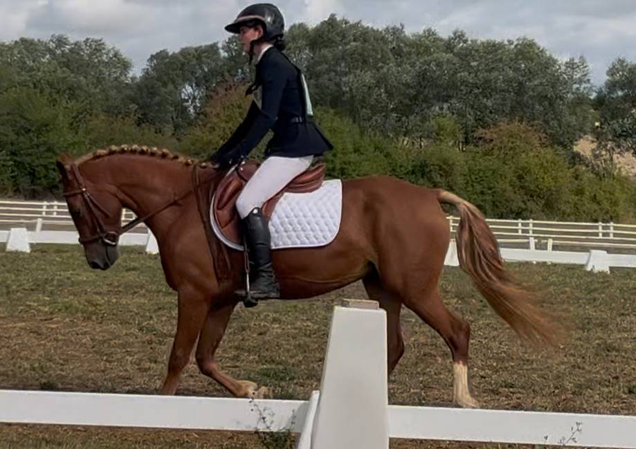 Mare French Saddle Pony For sale 2021 Chesnut