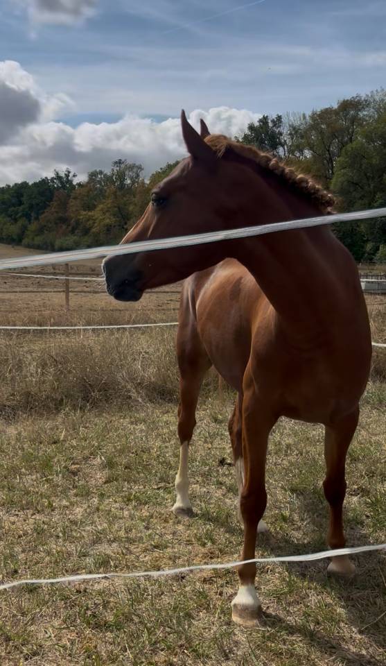 Mare French Saddle Pony For sale 2021 Chesnut