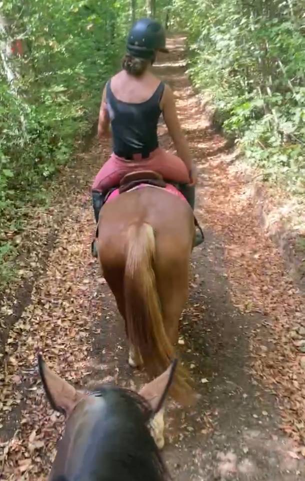 Mare French Saddle Pony For sale 2021 Chesnut