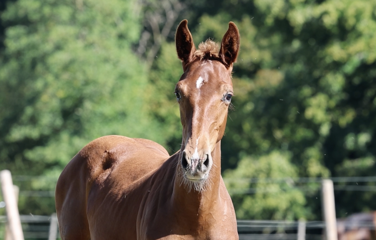 Entire Zangersheide For sale 2026 Chesnut