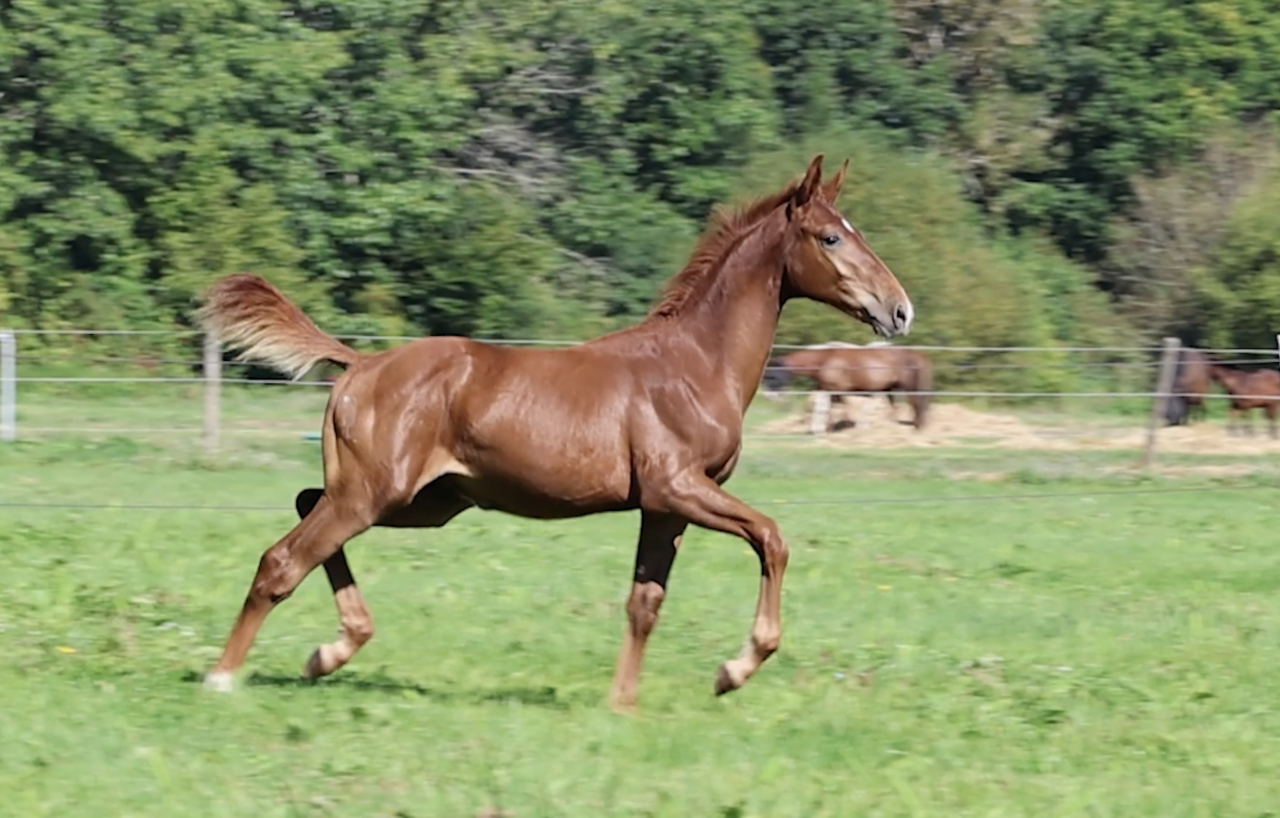Entire Zangersheide For sale 2026 Chesnut