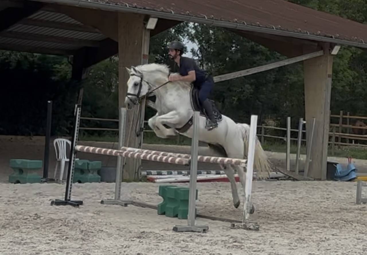 Gelding Connemara For loan 2019 White