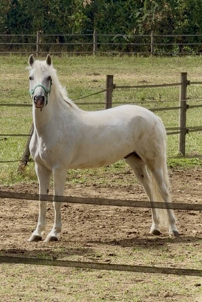 Gelding Connemara For loan 2019 White