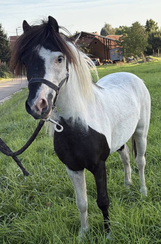 Stallion Other Pony Breed For sale 2022 Coloured