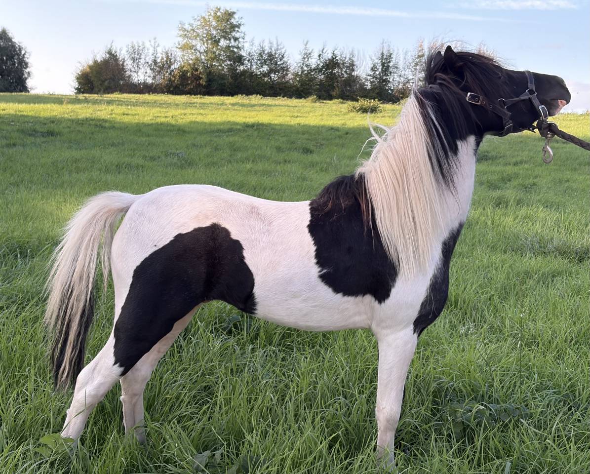 Stallion Other Pony Breed For sale 2022 Coloured