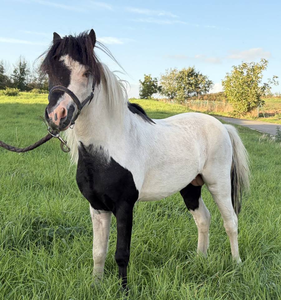 Stallion Other Pony Breed For sale 2022 Coloured