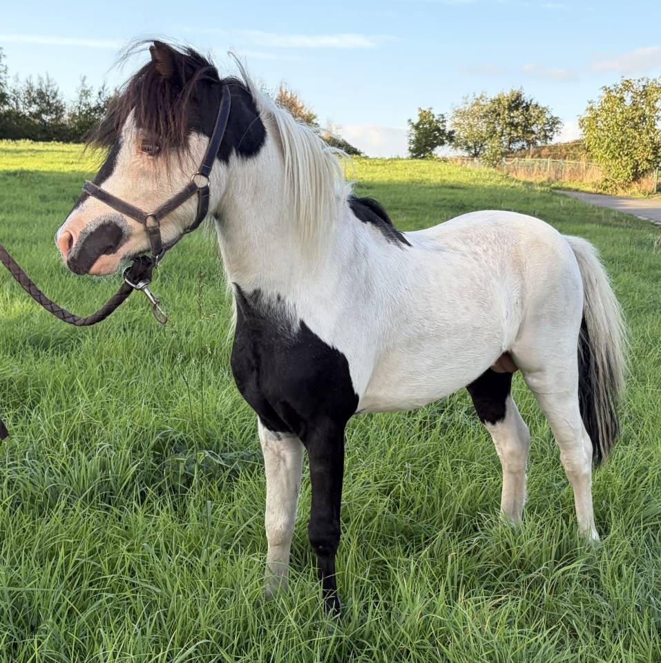 Stallion Other Pony Breed For sale 2022 Coloured