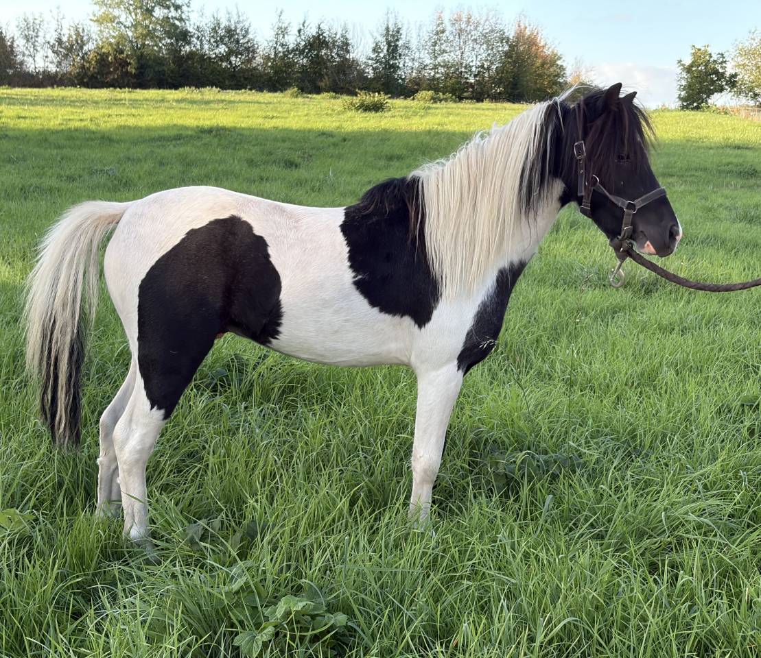 Stallion Other Pony Breed For sale 2022 Coloured