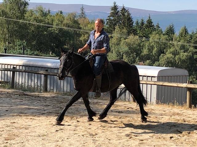 Gelding M&eacute;rens For sale 2023 Black