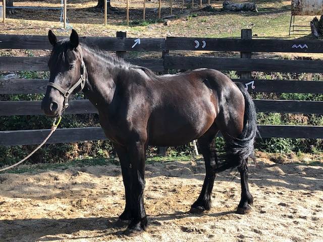 Gelding M&eacute;rens For sale 2023 Black