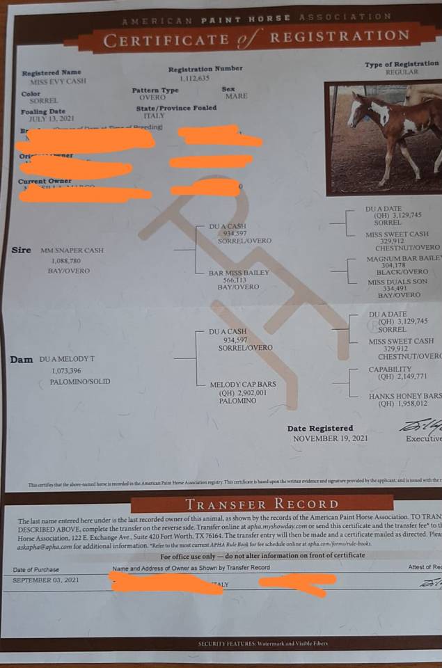 Mare Paint For sale 2021 Overo