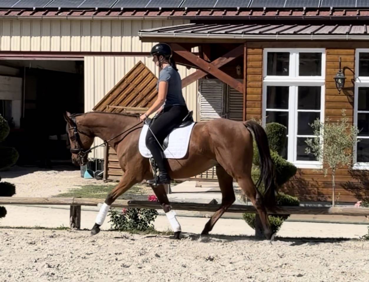 Gelding Thoroughbred For sale 2015 Bay