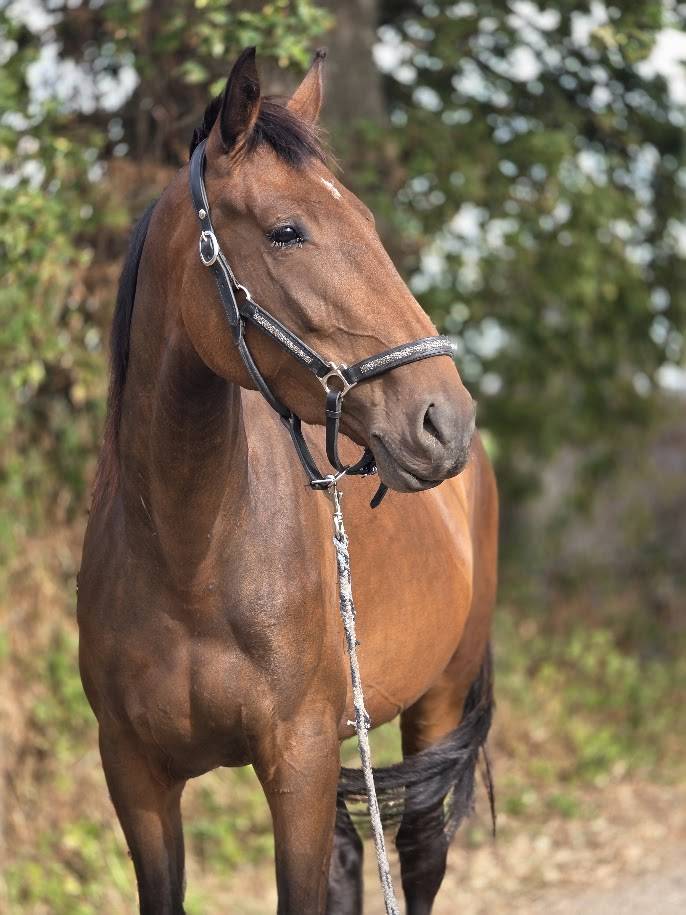 Mare French Trotter For sale 2023 Bay
