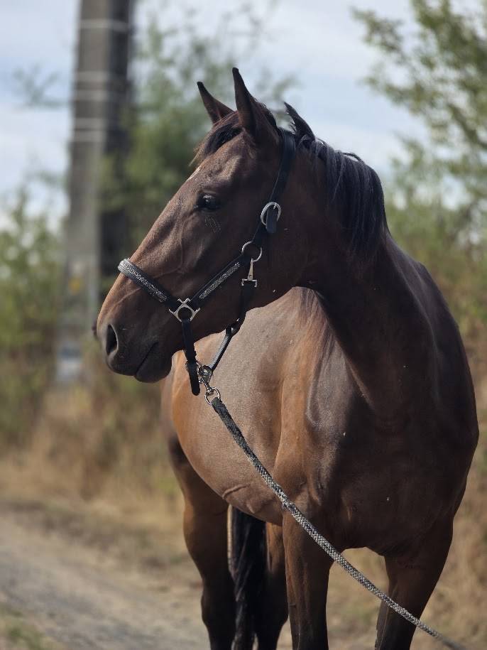 Mare French Trotter For sale 2023 Bay