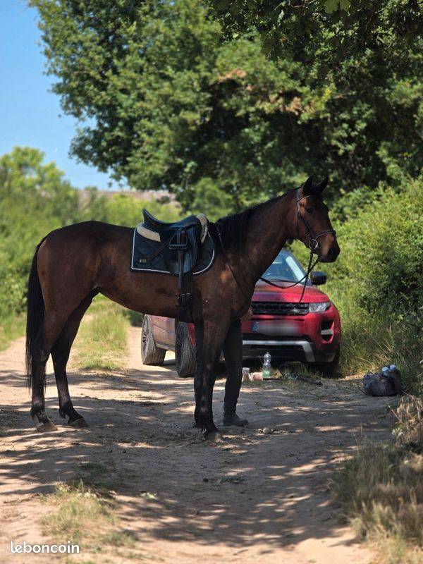 Mare French Trotter For sale 2023 Bay