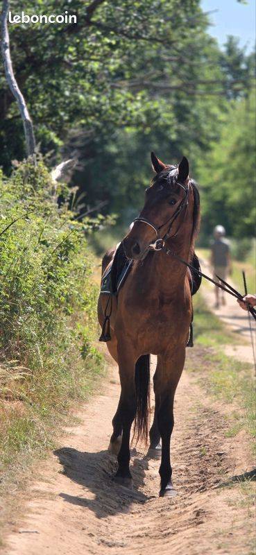 Mare French Trotter For sale 2023 Bay