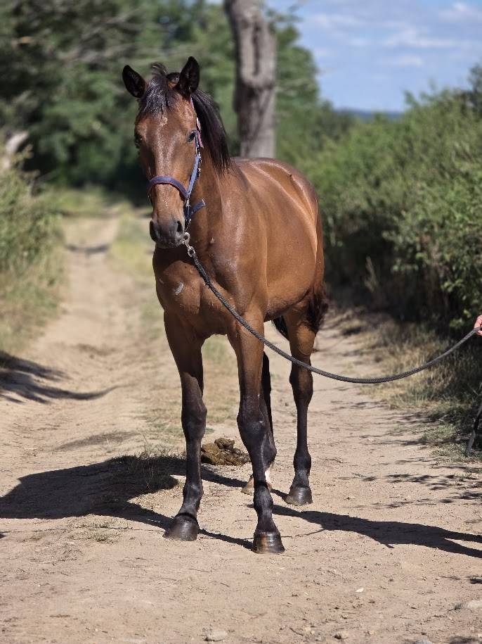 Mare French Trotter For sale 2023 Bay