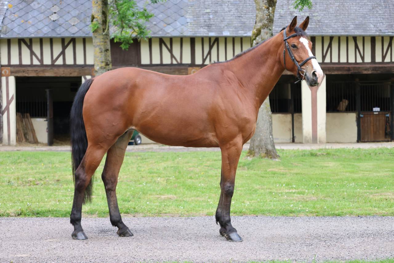 Mare Zangersheide For sale 2020 Bay