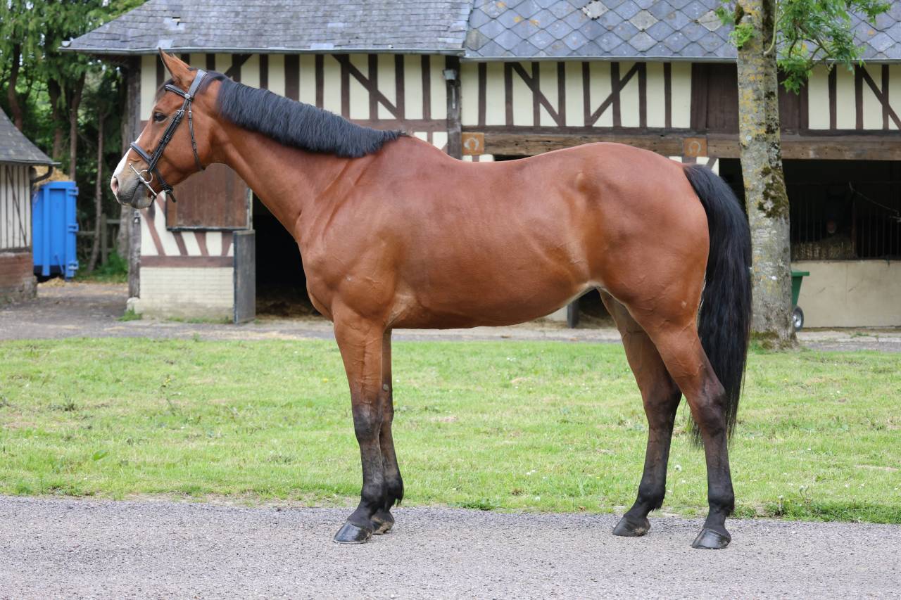 Mare Zangersheide For sale 2020 Bay