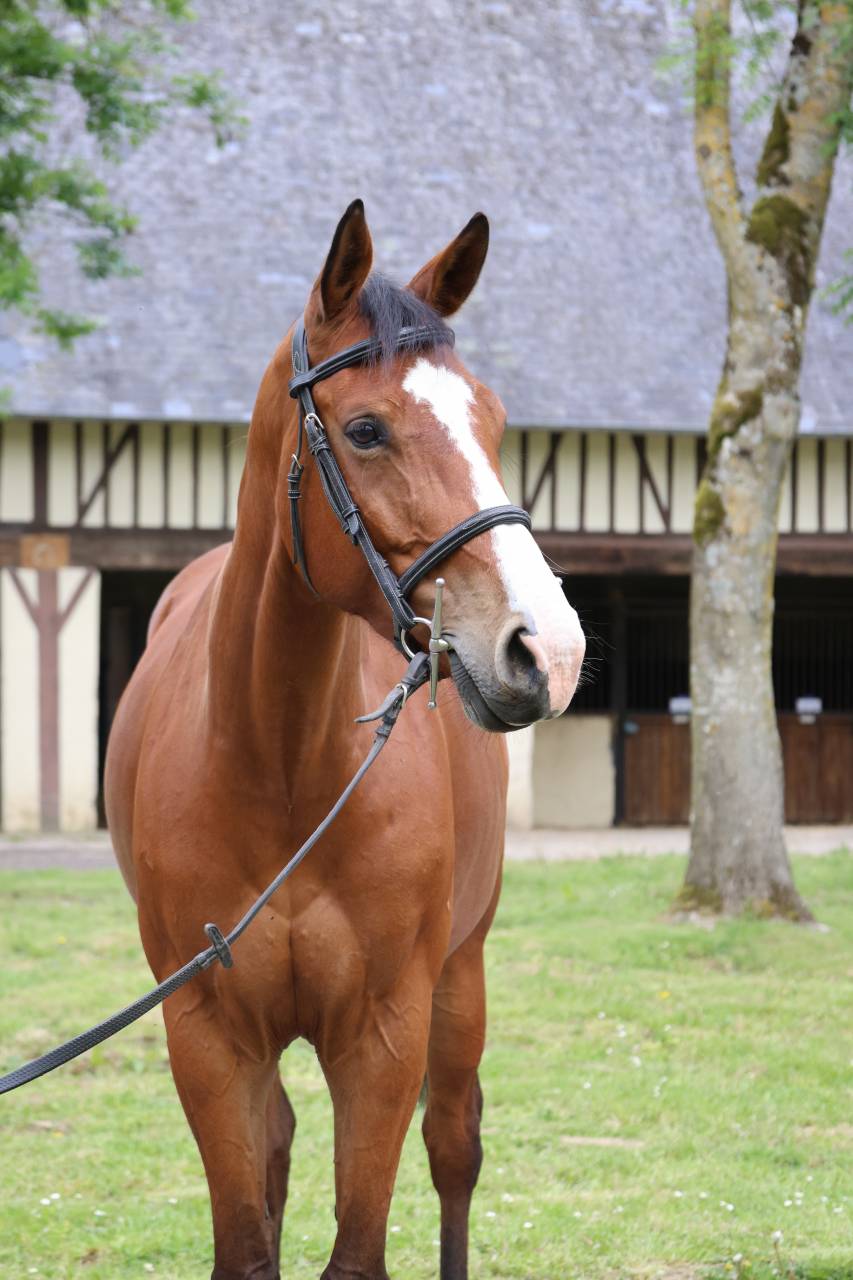 Mare Zangersheide For sale 2020 Bay