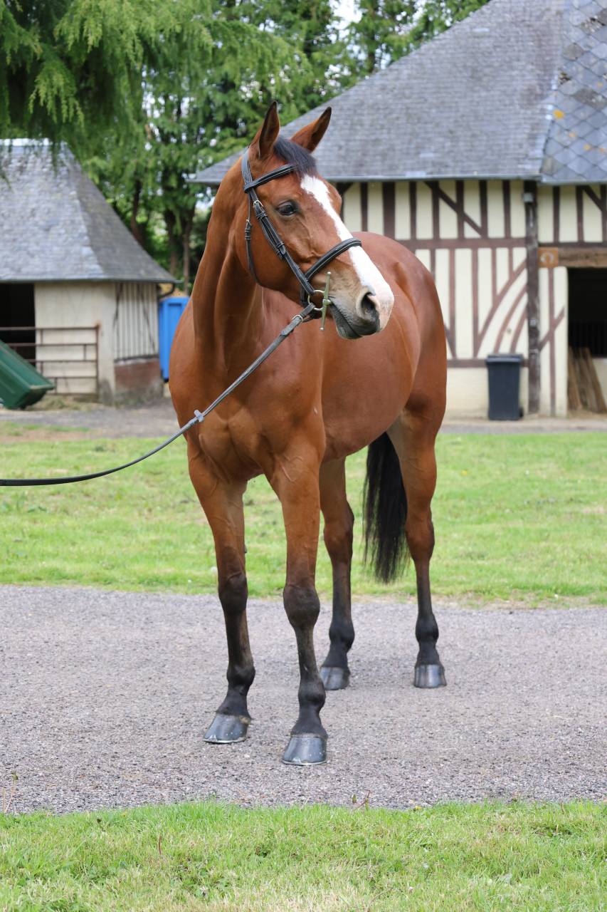 Mare Zangersheide For sale 2020 Bay
