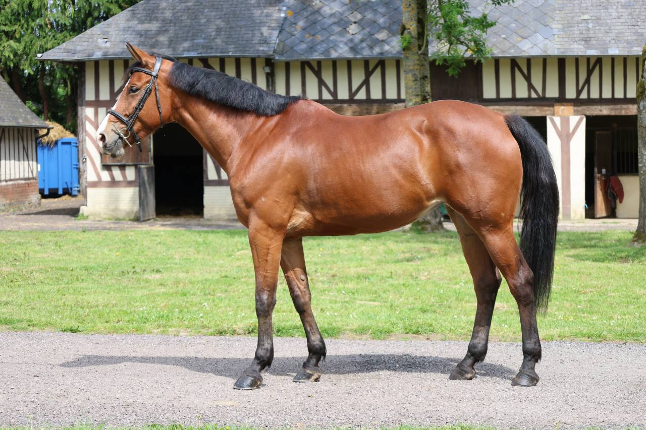 Mare Zangersheide For sale 2020 Bay