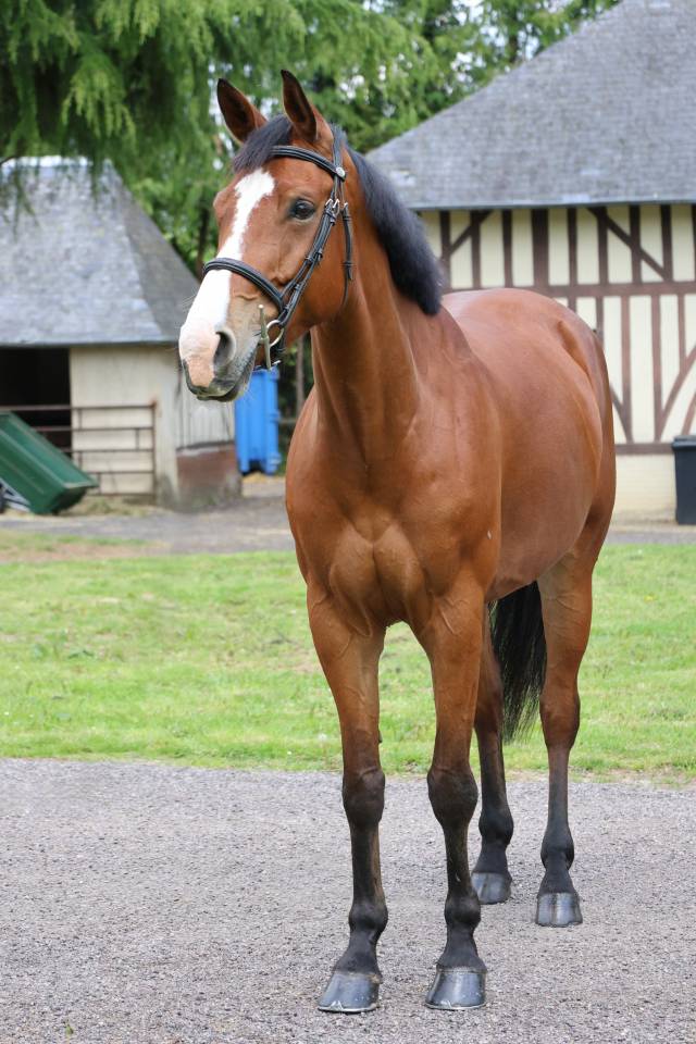 Mare Zangersheide For sale 2020 Bay