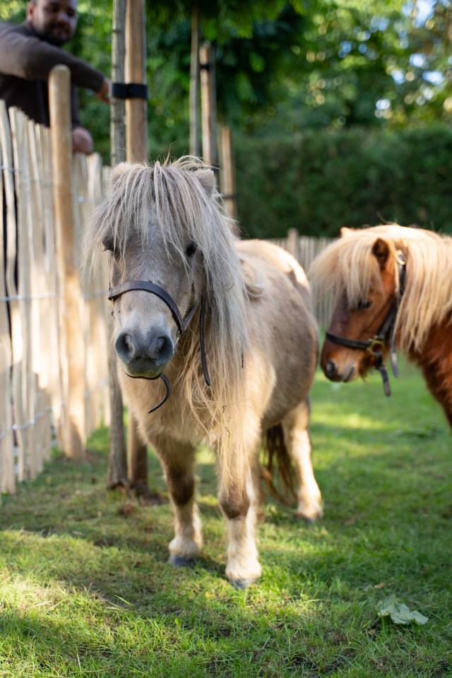 Mare Shetland Pony For sale 2013 Grey