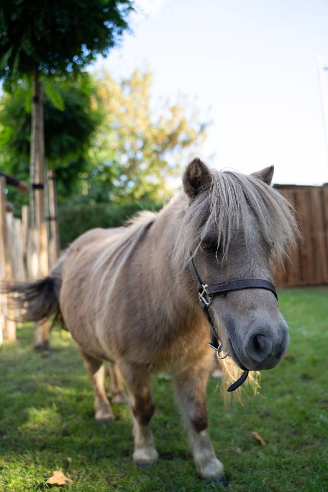 Mare Shetland Pony For sale 2013 Grey