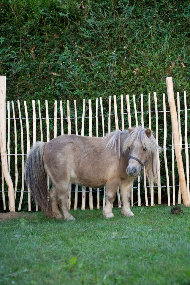 Mare Shetland Pony For sale 2013 Grey