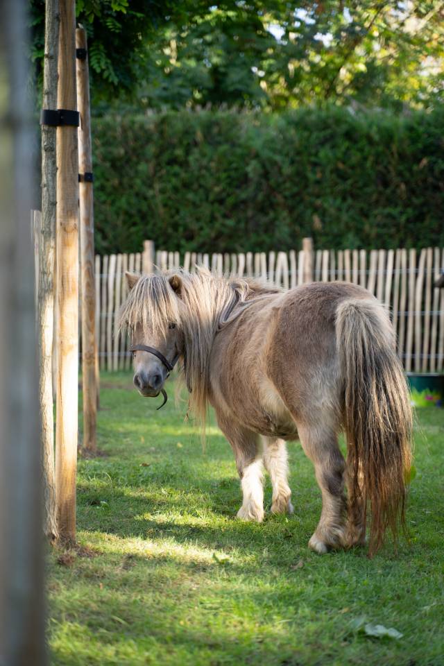 Mare Shetland Pony For sale 2013 Grey