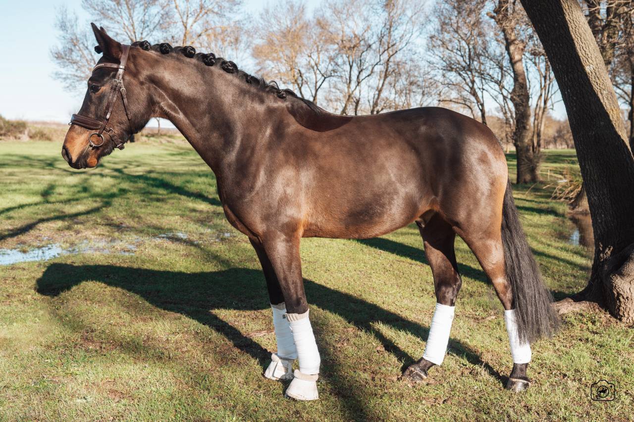 Gelding German Warmblood For sale 2020 Bay
